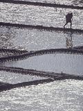 Man Walking Through Rice Field in Central Java Photographic Poster Print by Co Rentmeester, 24x32