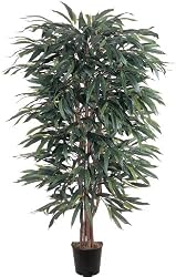 5' Weeping Ficus Silk Tree