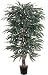 5' Weeping Ficus Silk Tree