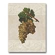 Harvest Grapes - Gift Enclosure Cards (set of 12)