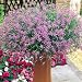 Laurentia Flower Seeds: Blue Stars