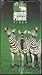 All Products : Breed All About It: Labradors - Animal Planet