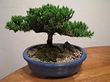 Juniper Bonsai in a Blue Oval Pot