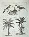 Encyclopaedia Britannica Nature Birds Plants Muscicapa
