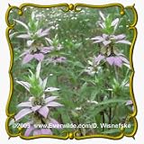 Spotted Bee Balm (Monarda punctata) Jumbo Wildflower Seed Packet - 2000 Seeds