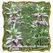 1 Oz Spotted Bee Balm (Monarda punctata) Bulk Wildflower Seeds