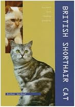 British Shorthair Cat