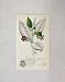 1791 Hand Coloured Print Plant Atropa Belladonna Leaves