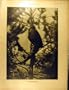 1915 Observer Soldier Military-Scout Church Ww1 War