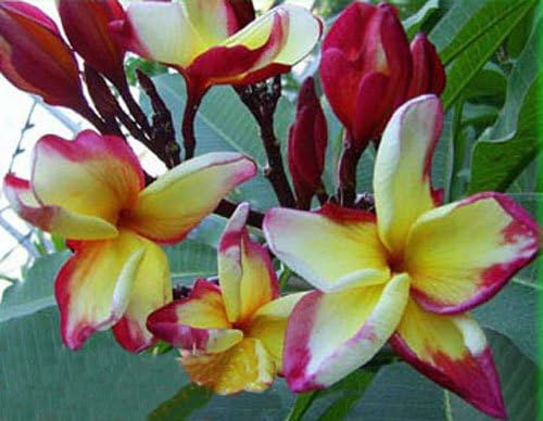 20 Fresh Seeds Plumeria Agave Rare Real Golden-unicorn