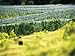 Nets Protect Ripening Grapes from Thieving Birds at a Zurich Vineyard Photographic Po...