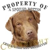 Chesapeake Bay Retriever Chessie Property Of Adult Sweatshirt