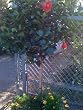 Hibiscus Brilliant Patio Tree Topiary Five Gallon