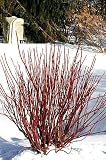 Artic Fire Redtwig Dogwood -Cornus-NEW-Compact/Hardy
