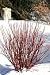 Artic Fire Redtwig Dogwood