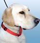 The Illusion Collar By Cesar Millan: Black and Small in Size