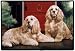 cocker_spaniel48cocker spaniel - Doormat D102 Cocker Spaniels 18 x 27 IndoorOutdoor