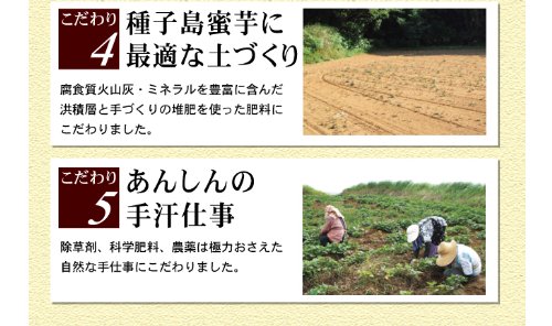 【種子島蜜芋 3kg 】夢百笑が作った鹿児島 種子島産　安納芋 Ｓ～Ｌサイズ