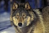 Gray Wolf Minnesota Winter Canis Lupus - 24"W x 16"H - Peel and Stick Wall Decal by Wallmonkeys