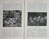 old-print