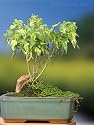 Chinese Lantern Flowering Maple Indoor Bonsai