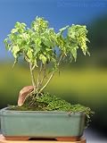 Chinese Lantern Flowering Maple Indoor Bonsai