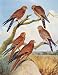 Eagles Hawks & Falcons Greater White Eyed Kestrel Plate