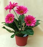 Produkt-Bild: artfleur Gerbera Topfpflanze H: 33 cm Pink