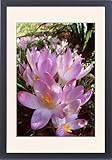 IMAGE OF Framed Prints of Spring Crocus - Many Purple from Ardea Wildlife Pets