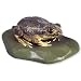 3B Scientific VN709/2 Female Common Spadefoot Toad (Pelobates Fuscus)