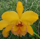 Blc. Golden Slippers 'Caliph of Bagdad' HCC/AOS
