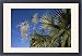 Framed Prints of DH-3970 Fan Palm flower from Ardea Wildlife Pets