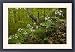 Framed Prints of Seven-leaved bittercress - in montane beech forest (Fagus sylvatica) from Ardea Wildlife Pets