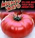 Mighty 'Mato Grafted Brandywine Tomato Plant - Easy to Grow/More Fruit