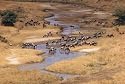 Really Wild Animals