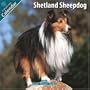 Shetland Sheepdog 2010 Wall Calendar #10071-10