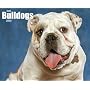 Just Bulldogs 2009 Calendar