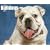 Just Bulldogs 2009 Calendar