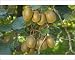 Photographic Prints of Kiwifruit - ripe fruits hanging in bunches from the plants from Ardea Wildlife Pets