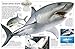 DK Eyewitness Books: Shark: Dive into the Fascinating World of Sharks from the Tiny Dwarf Dogfish to the Fer