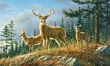 Autumn Whitetails by J. Hautman