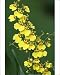 Photographic Prints of USH-2430 Hybrid Orchid - blossom, arboreal type from Ardea Wildlife Pets