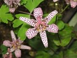 Eigenschaften Dachstauden  / Tricyrtis formosana - Formosa-Krötenlilie
