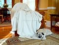 Silk Plush Oversize Throw