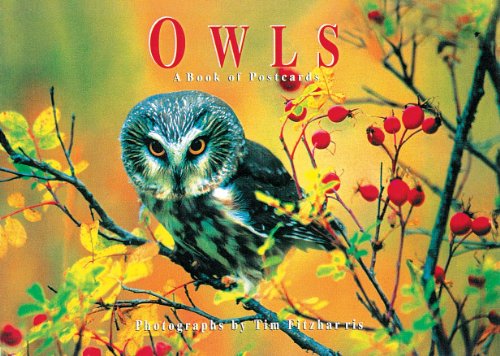 owls a book of postcards firefly postcard book