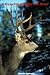 Attracting Deer To You