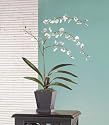 EVERBLOOMING WHITE ORCHIDS FLORAL CENTERPIECE DECOR