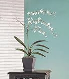 Everblooming White Orchids