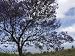 Hawai'I, Kula, Maui, the Jacaranda Tree Produces Beautiful Purple Flowers Photographic Poster Print, 18x24