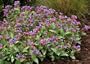 'Dark Vader' Lungwort Perennial - Pulmonaria